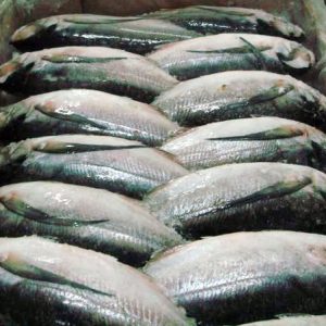 Frozen Sardine Fish (6-8PCS/kg)