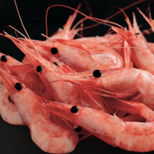 Cold Water Shrimp